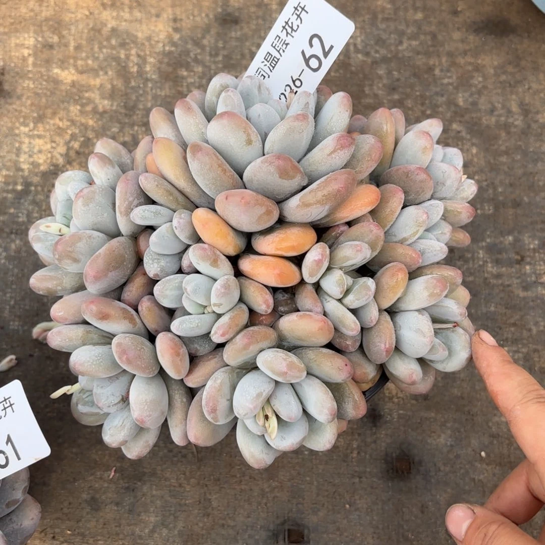 同温层多肉香水62