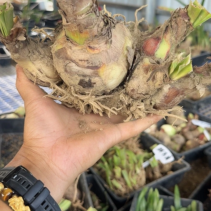 小艾朱顶红  一坨