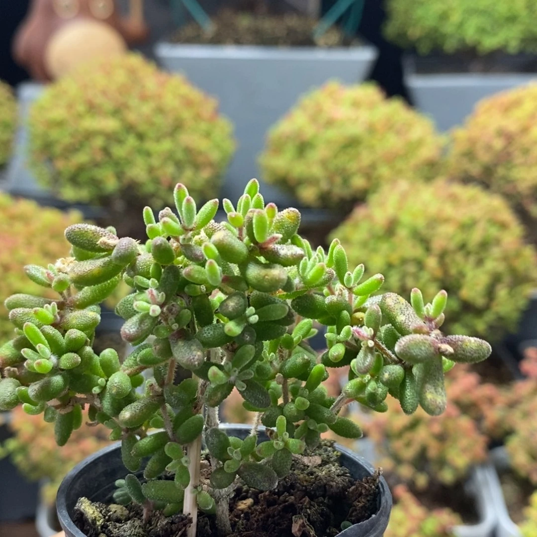 红宝石0914枝干番杏