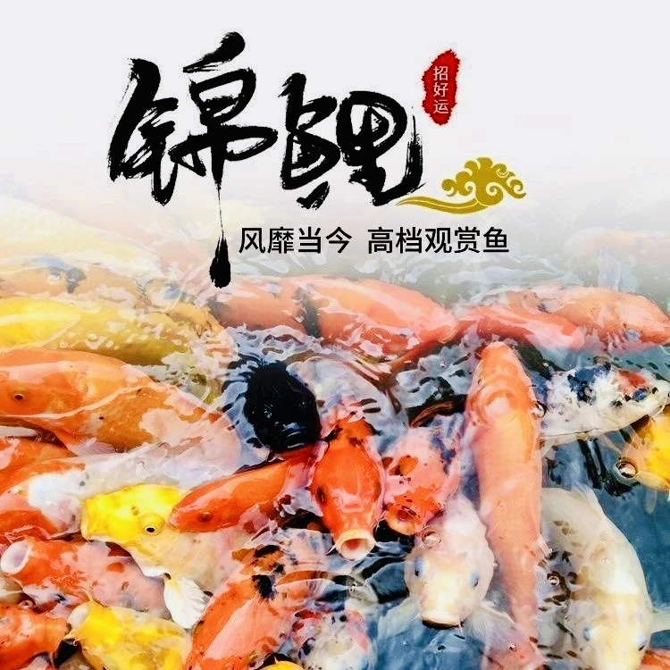 精品锦鲤11条10-13厘米红白介子三色锦鲤好养耐活渔场直发
