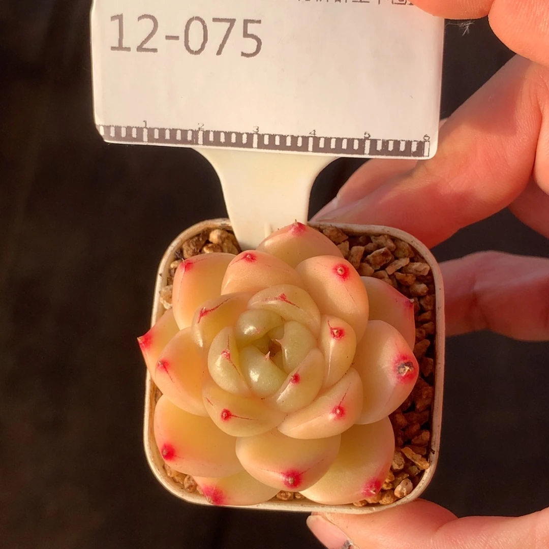 珍妮麦秆优选福利58包邮