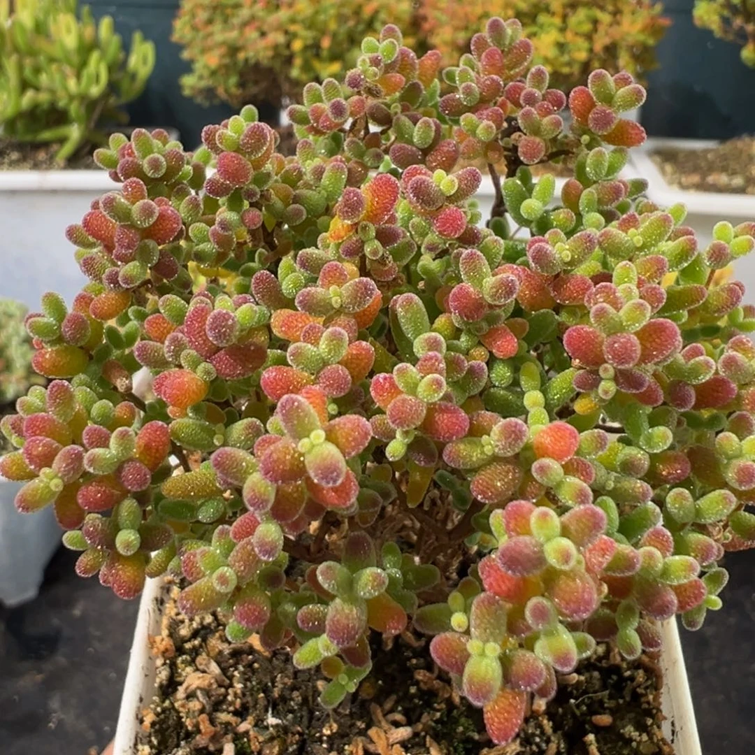 D2519蜜桔一物一拍
