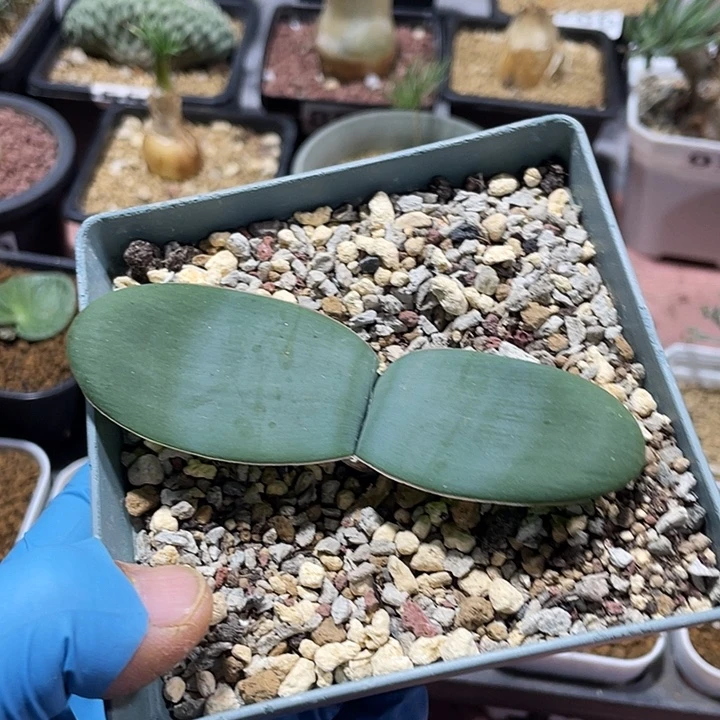 893产地蕾丝灯台百合