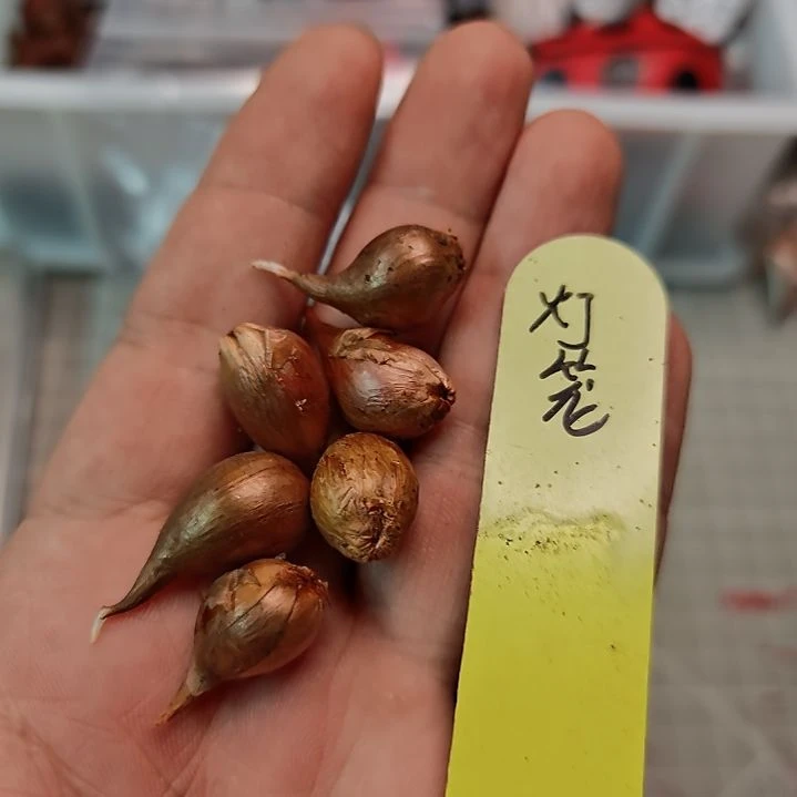 酢浆草早花新品灯笼一颗