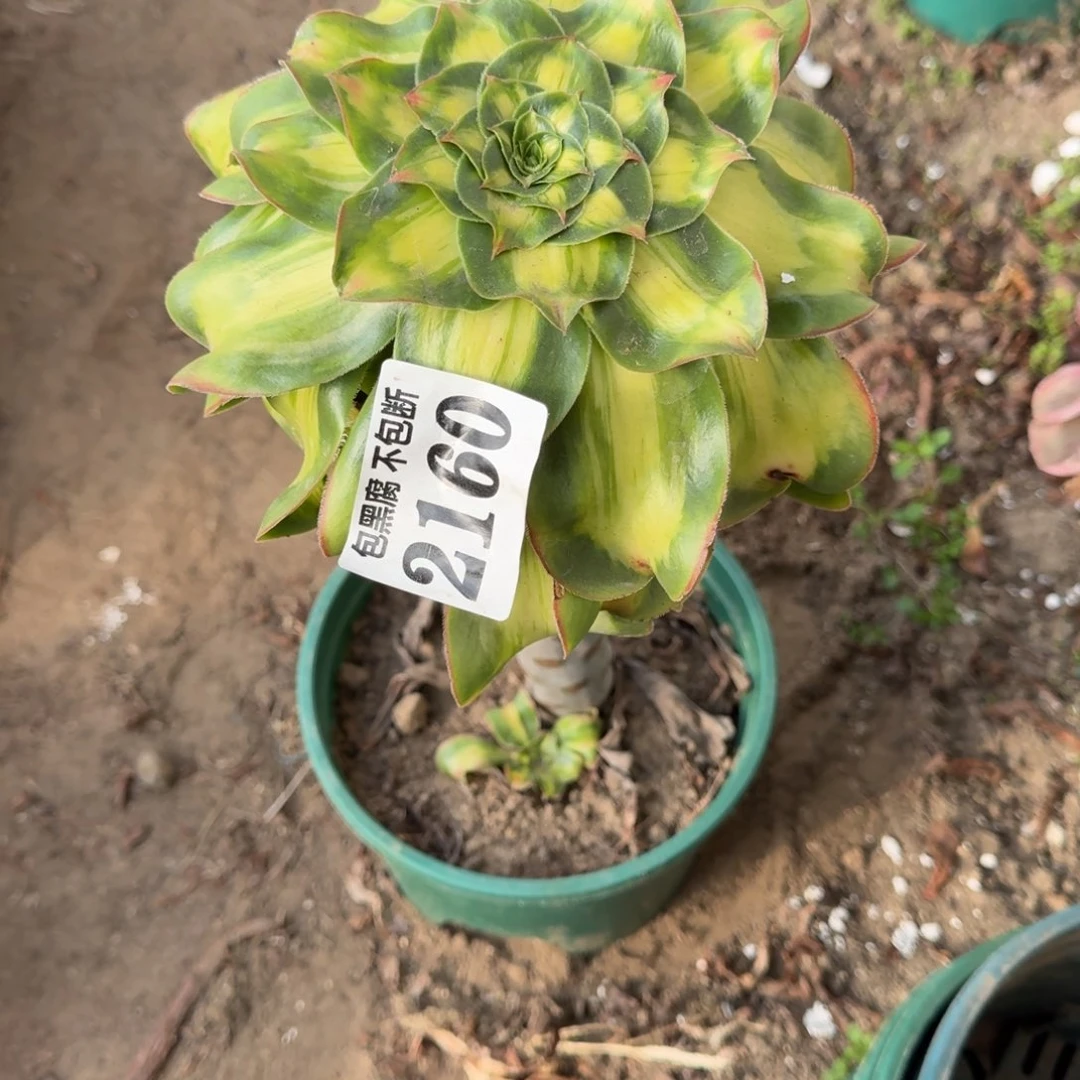 开****法师暴君 2160 16-30