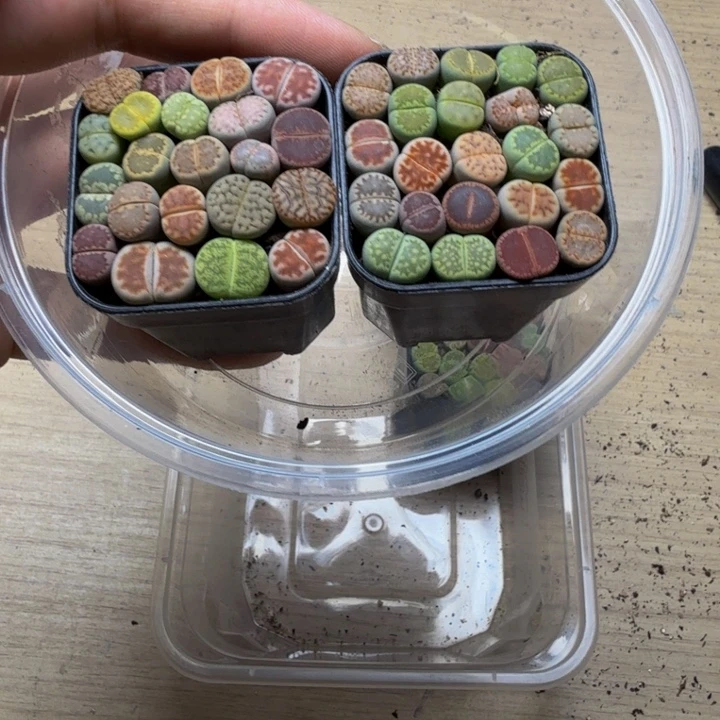 W***。多肉植物的生长发育16