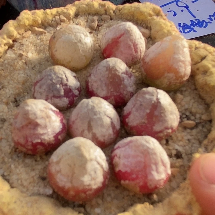 灯泡一组两颗   1-1.4厘米