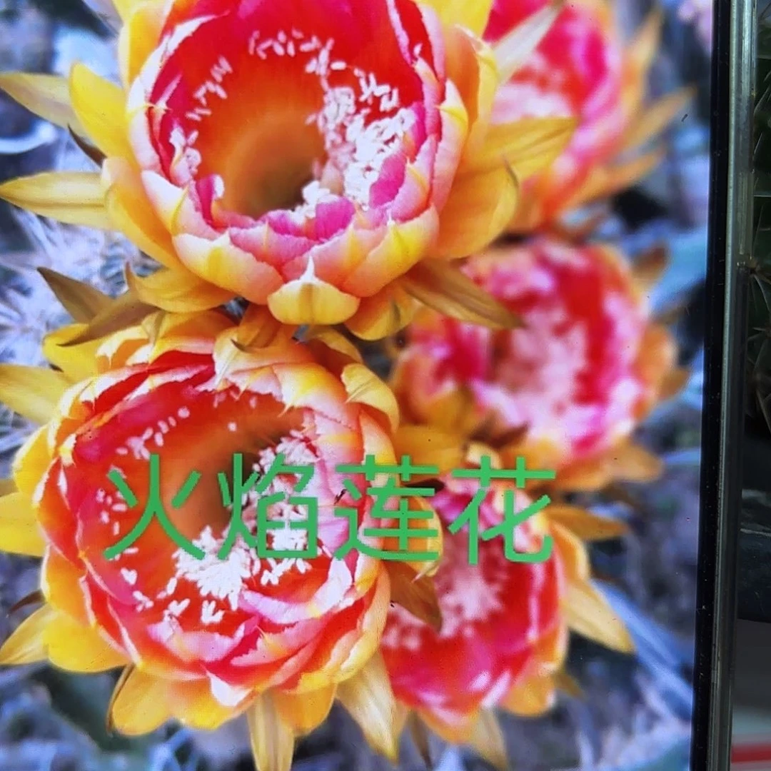 火焰莲花彩侧牙20包邮仙人球33