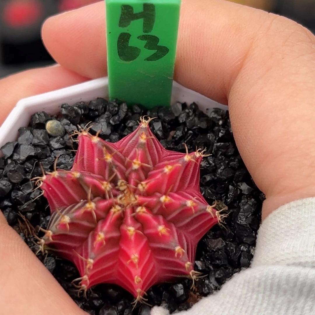 泰系实生肋骨锦H63