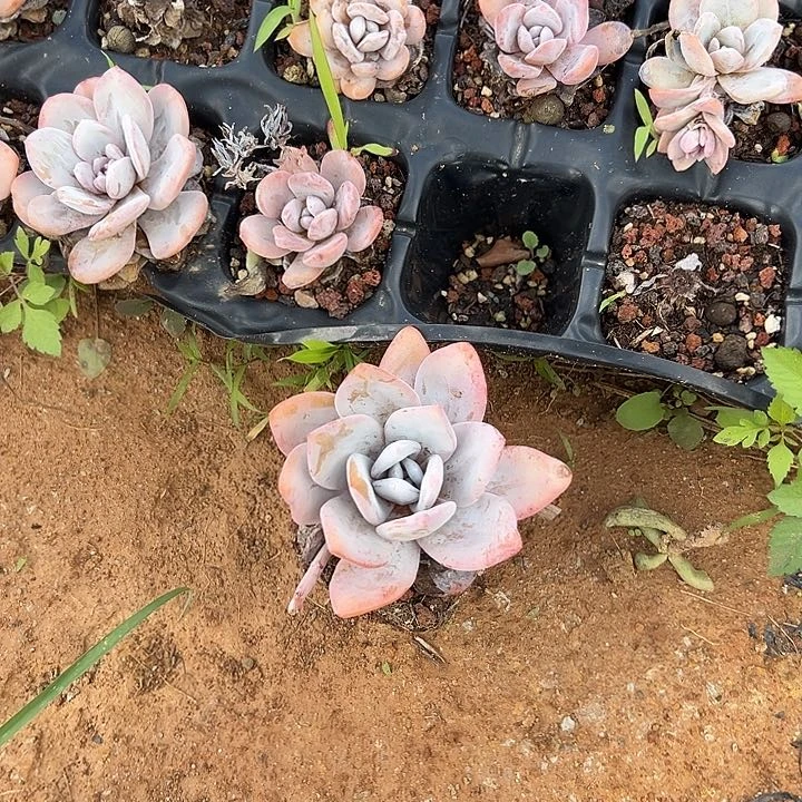 漫***。多肉植物实物直播实物108