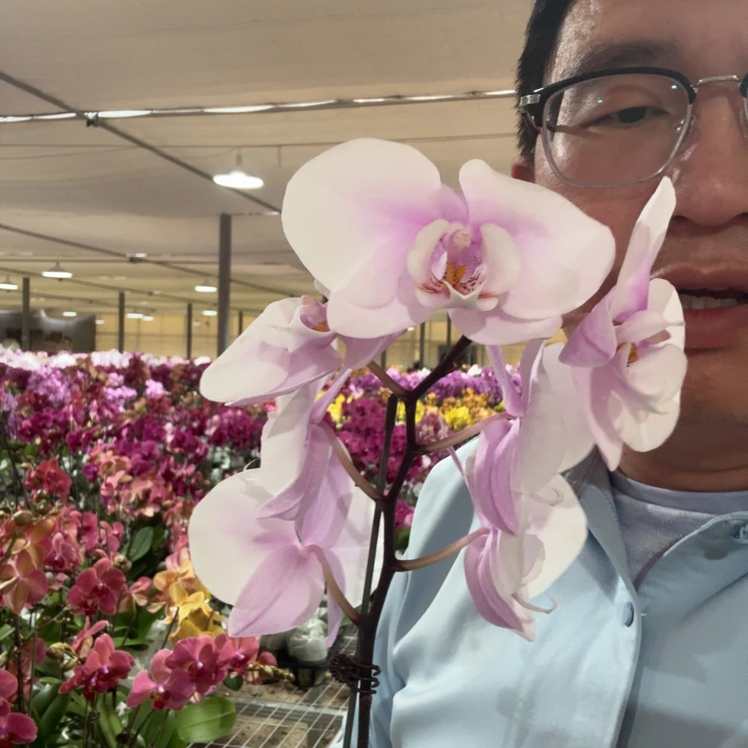 完全开放阿尔提亚
