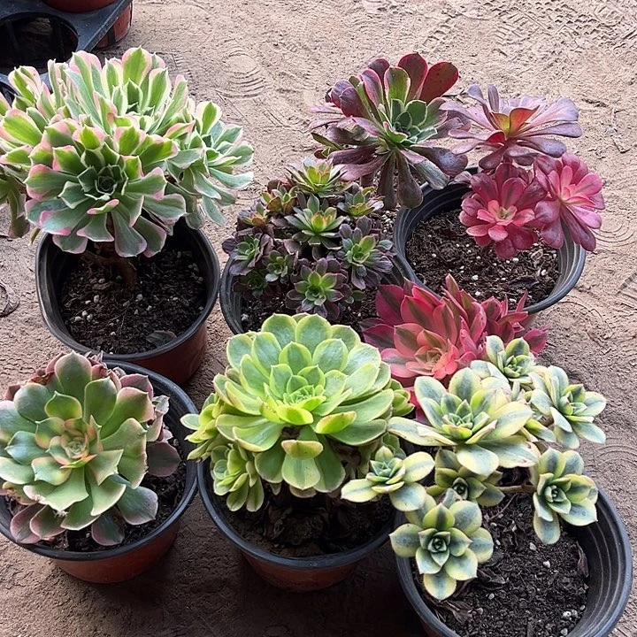 002多肉植物组合，