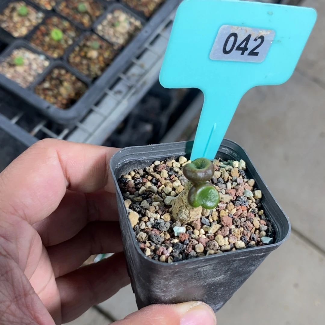 欧宝多肉植物一个
