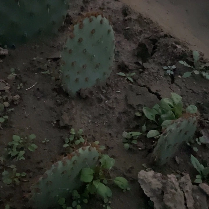 花火一棵有根无侧芽