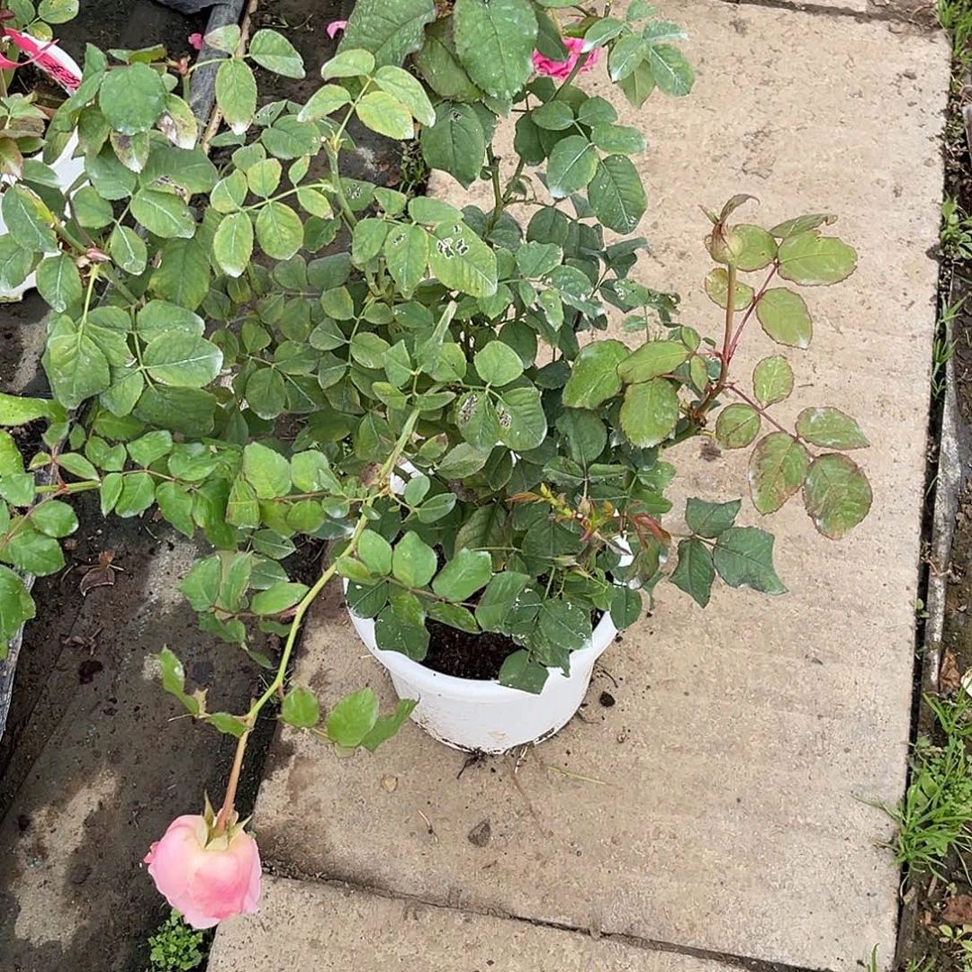 ****团无花朵———-雨露 福利款