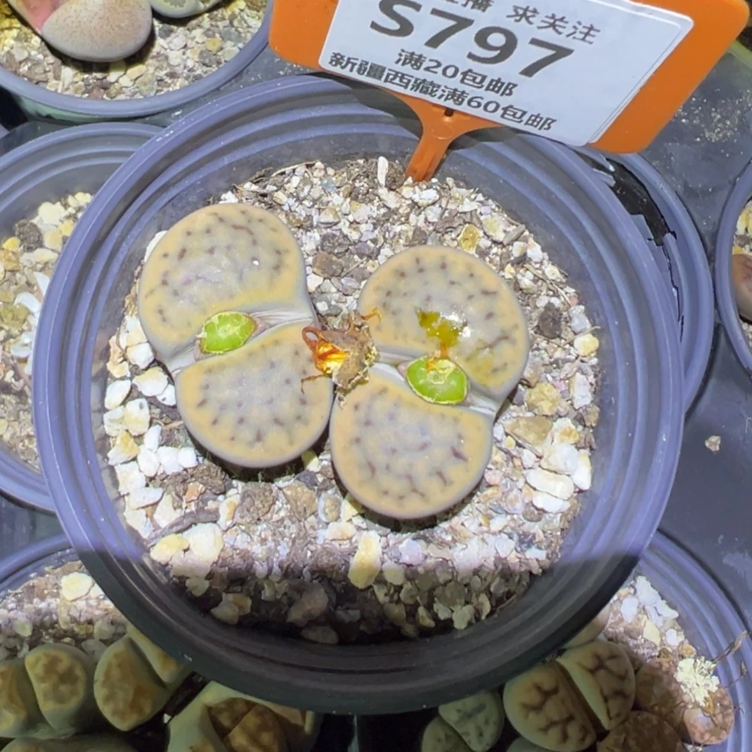 797 一物一拍，默认有伤，介意勿拍，不退不换