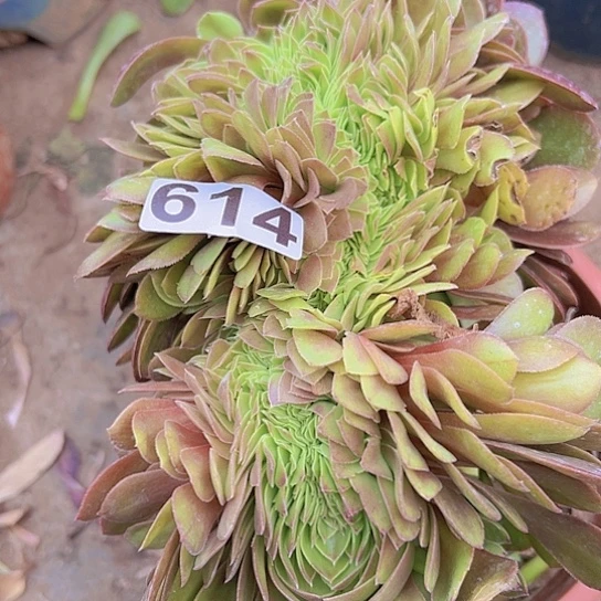 爱*正多肉植物一个