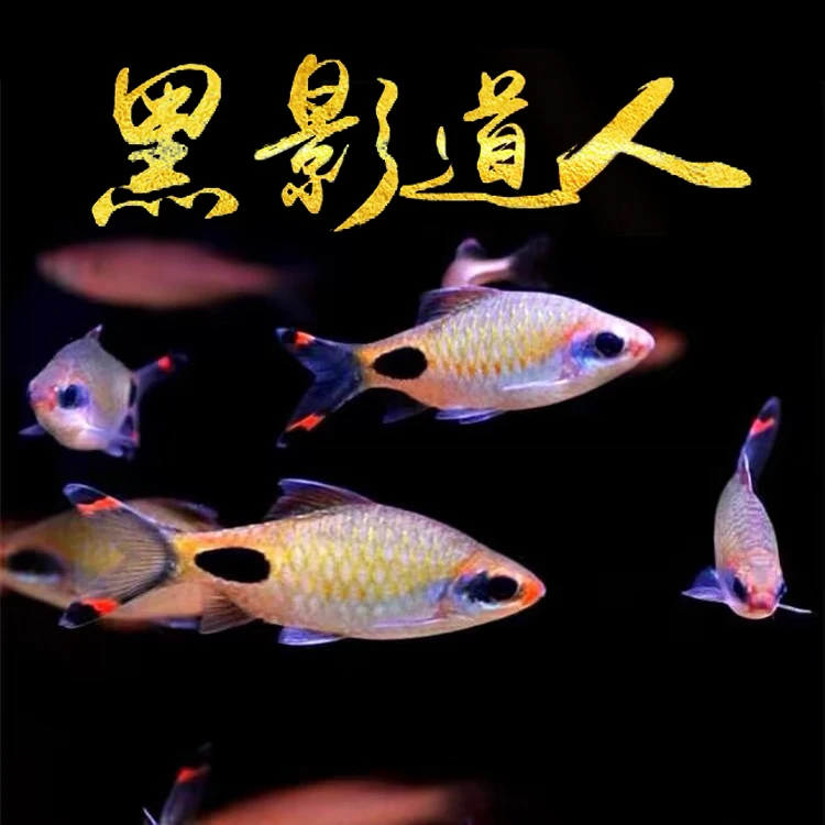 红唇红线黑影道人鱼 草缸溪流缸群游溪流缸彩虹道人紫红两点鲫