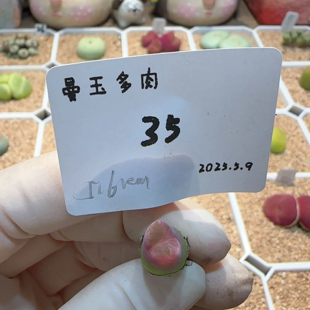 符*北多肉多肉多肉5.9-035