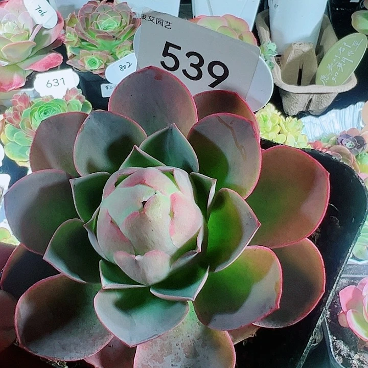 539紫帕 山地玫瑰