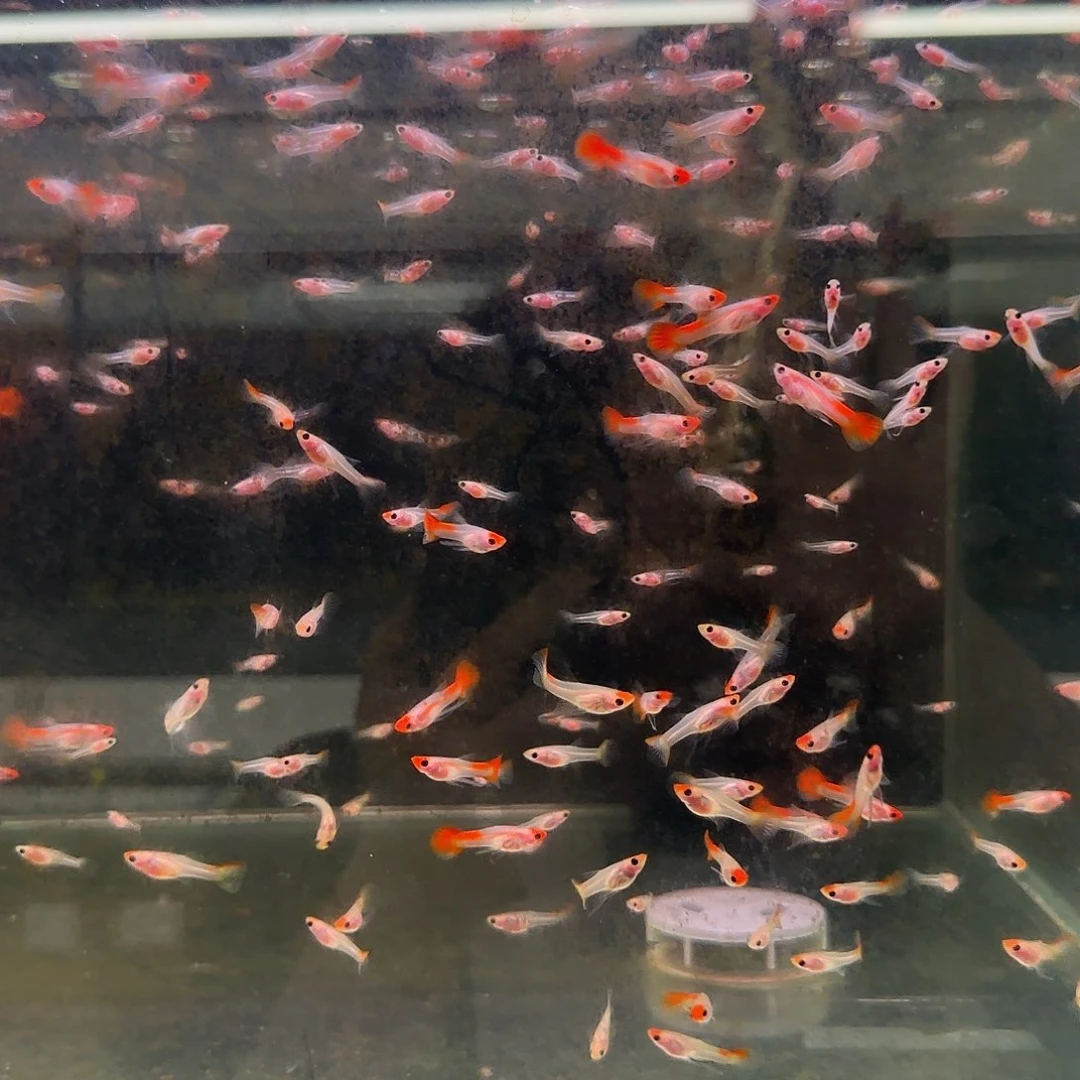 孔雀鱼红头玻璃猫C苗10条