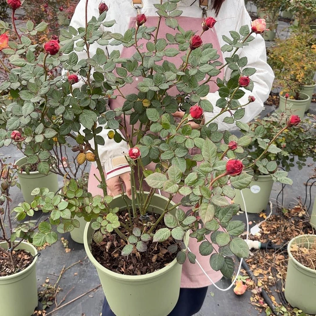 用***3杏子肥3加仑根接苗子