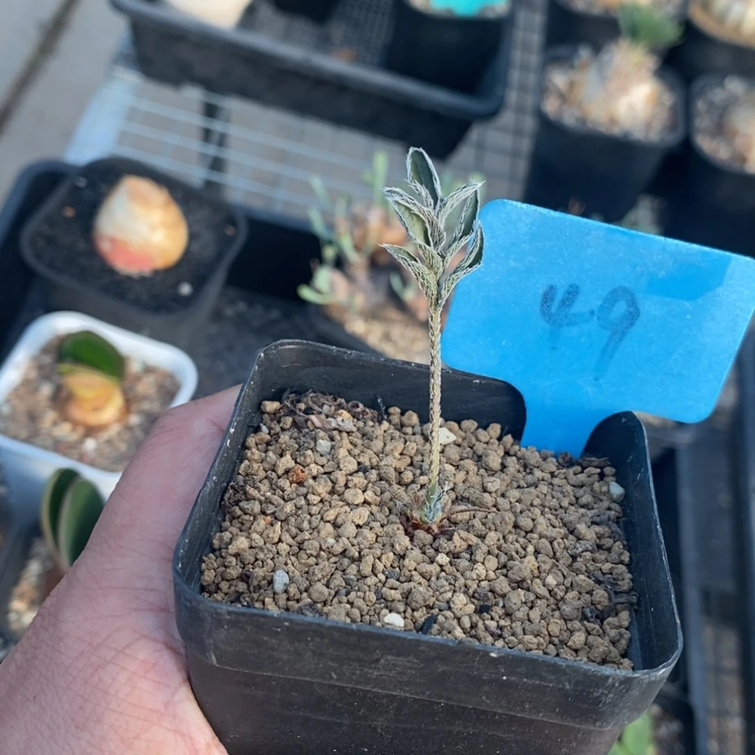 绒戈杨奎多肉植物