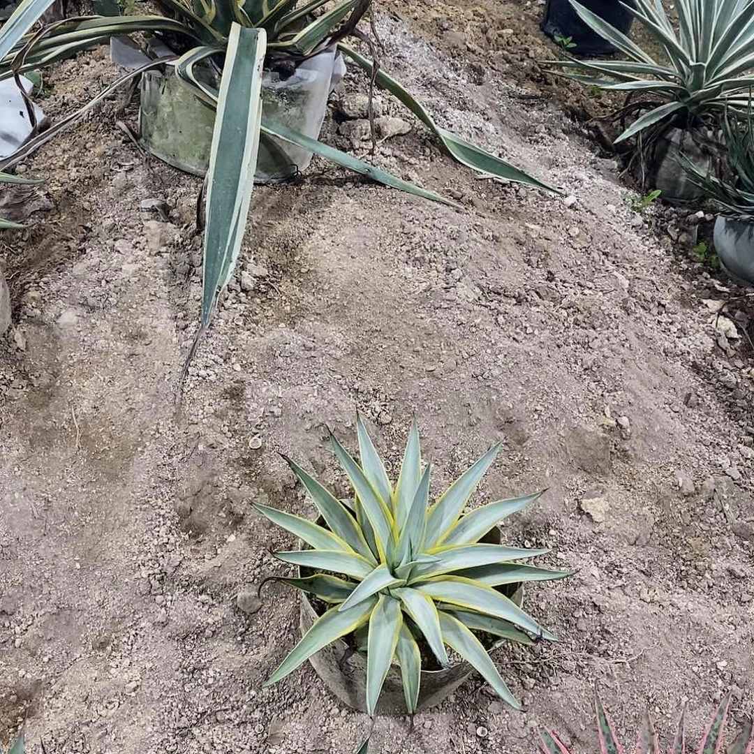 银河旅人冠幅30-35公分一颗