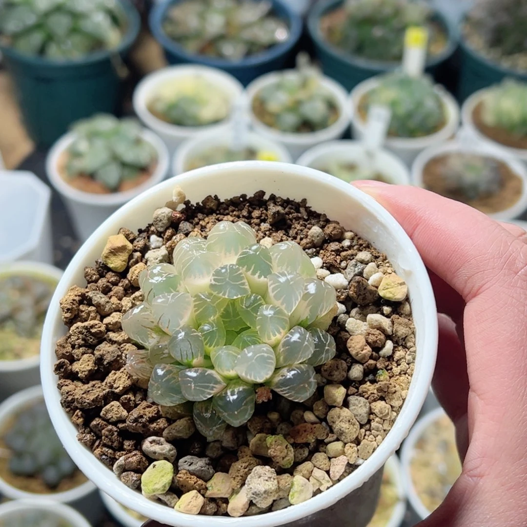 全糊姬玉露锦玉露