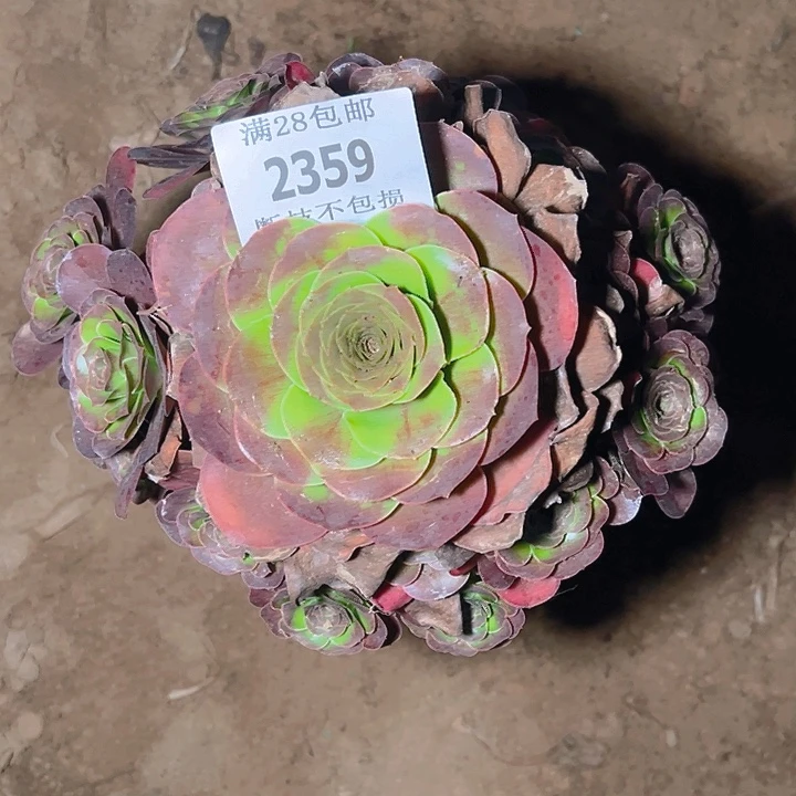 永***独2359魅金玫瑰多肉植物