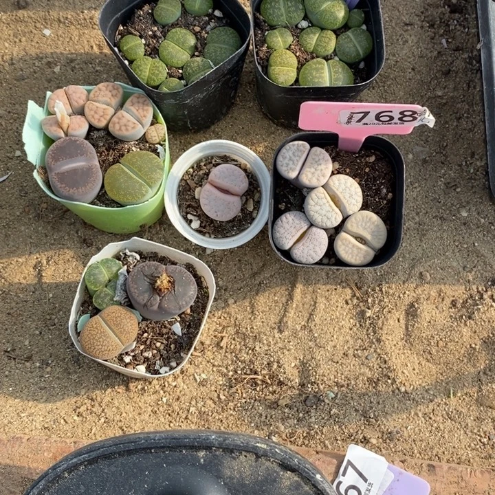 南***i生石花等植物的生长849