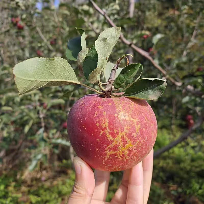 四川大凉山丑苹果应季新鲜水果 90-110mm 12个装带箱10斤礼盒装