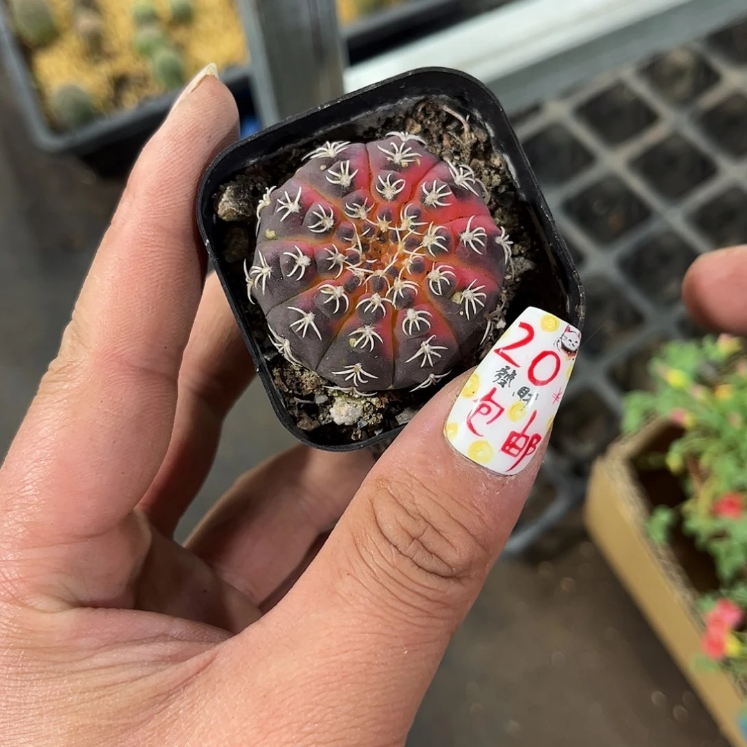瑞昌玉单头发货有根