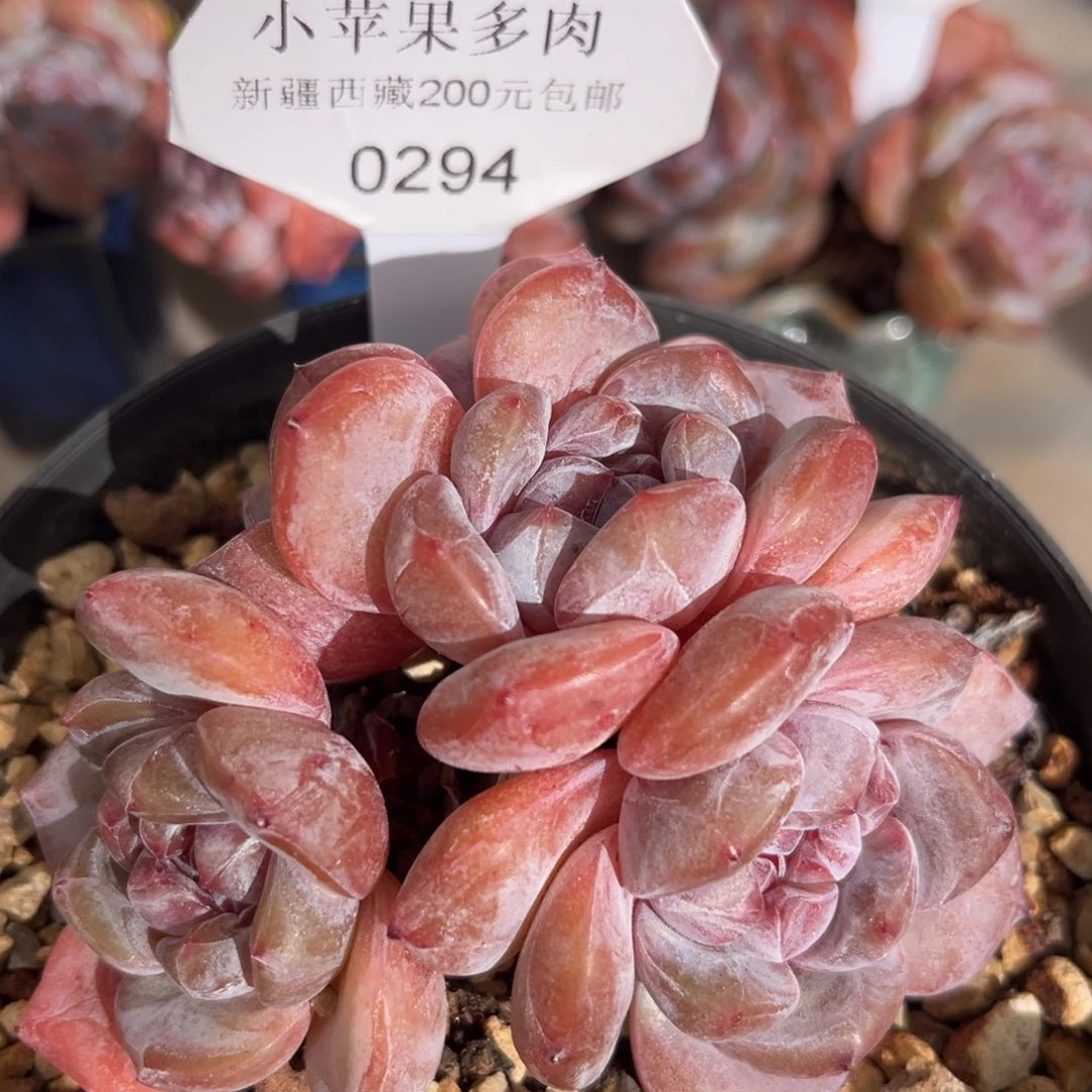 绿底紫心294/9cm4头