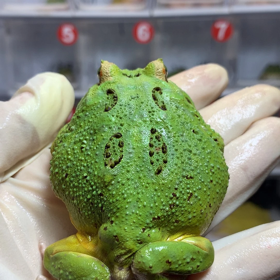 角蛙2996 大超级宇治