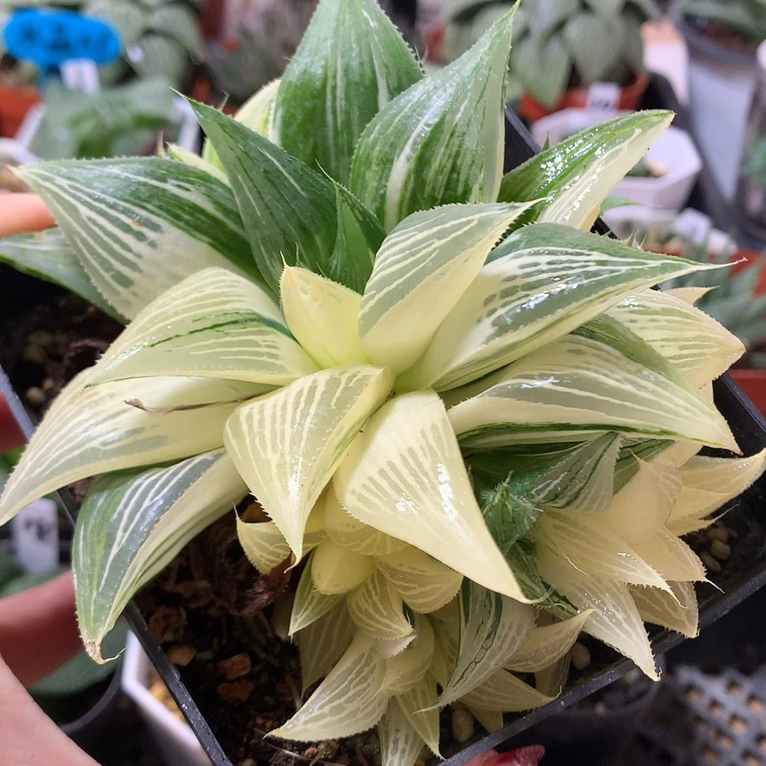 芭提雅寿锦带盆土