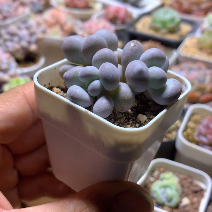 原始奶群一物一拍