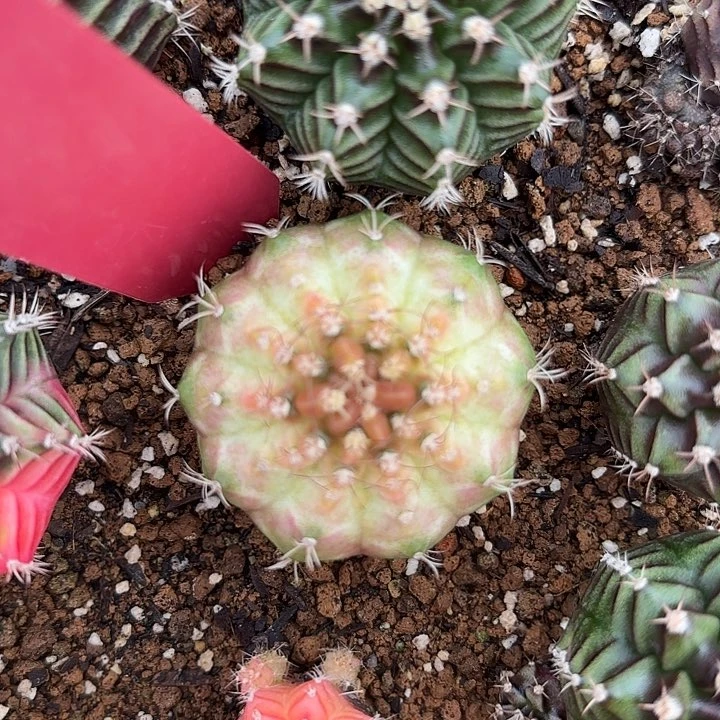 554-0616泰国发货