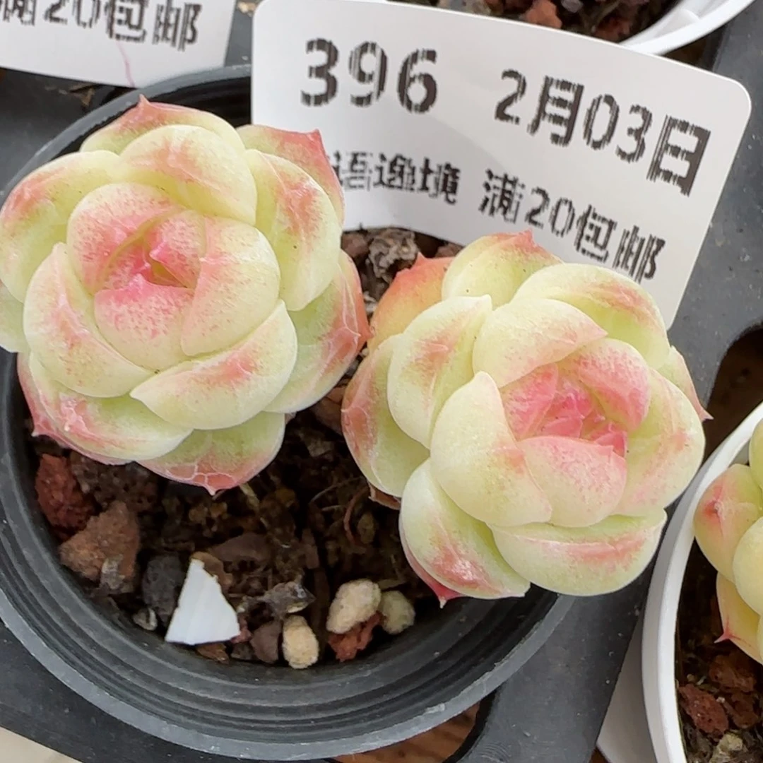 花语逸镜0203-396