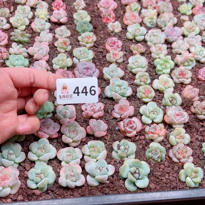 *****多肉植物多肉植物