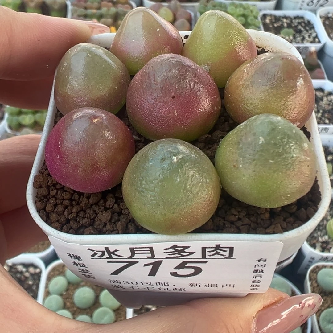 715灯泡八颗裸根发货