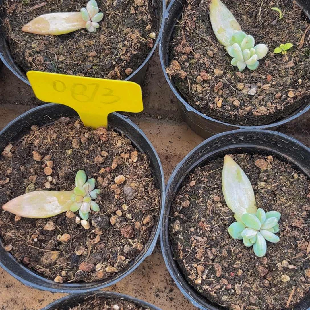 指*官0873下午多肉植物群生