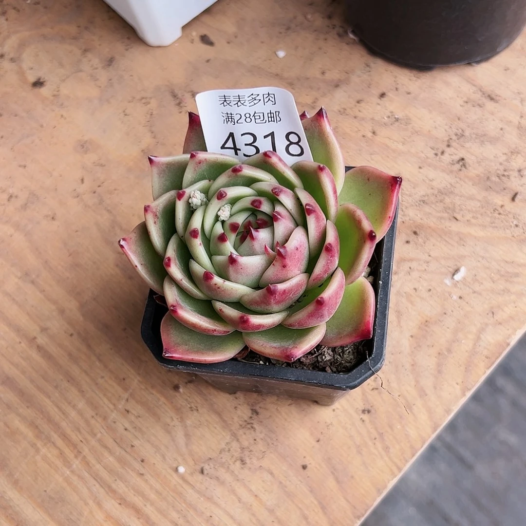 9号虎*我们的确是一4318