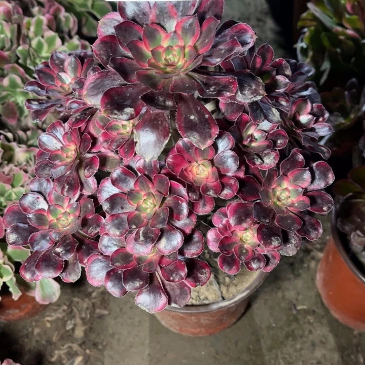 3701香奈的人多肉的