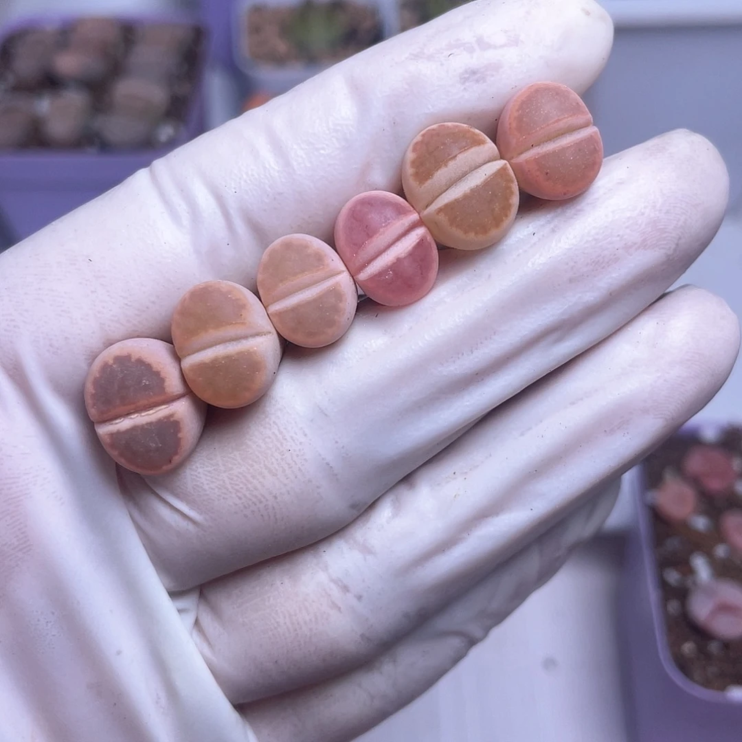 终****乐709 刚铁石………………