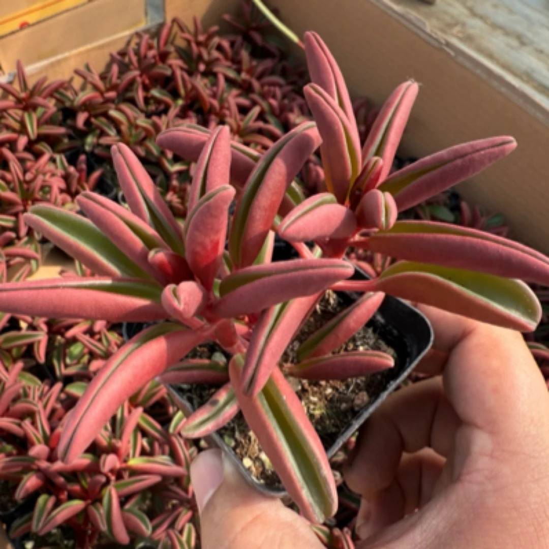 红背椒草一盆 带盆发多肉植物 室内好养活
