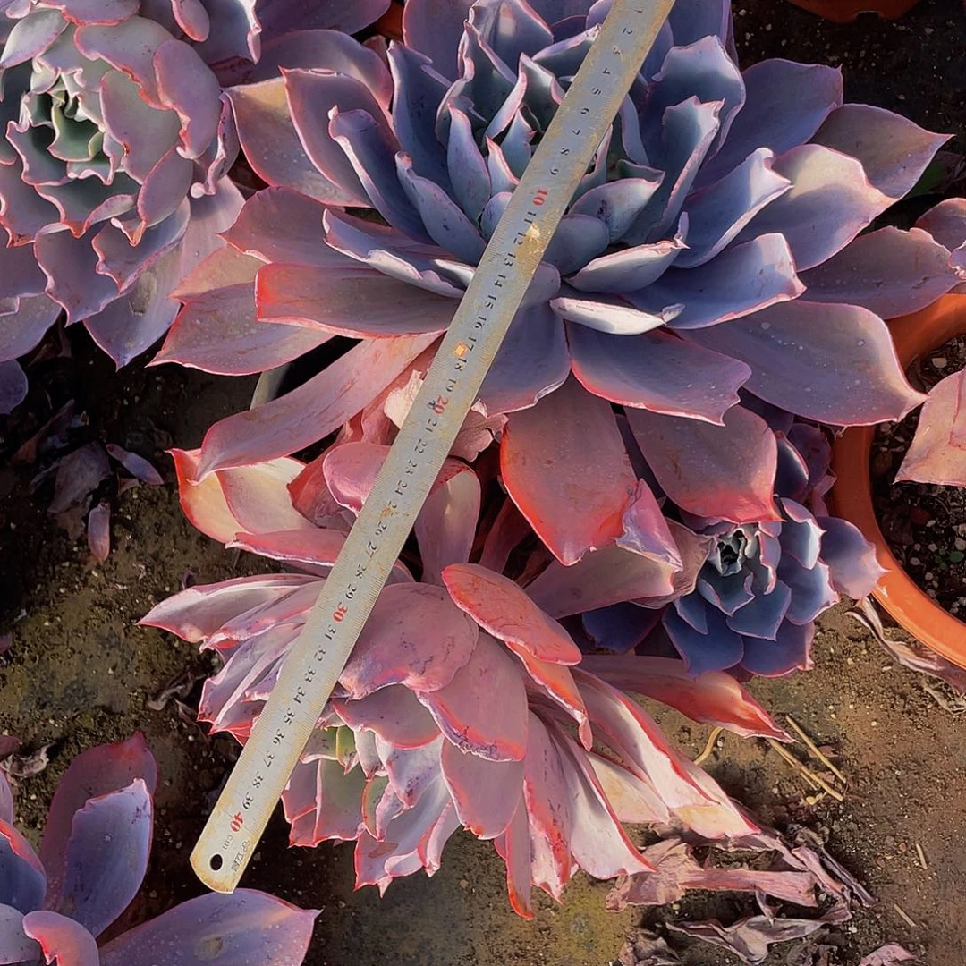 晚霞老桩群生砍过多肉29.8