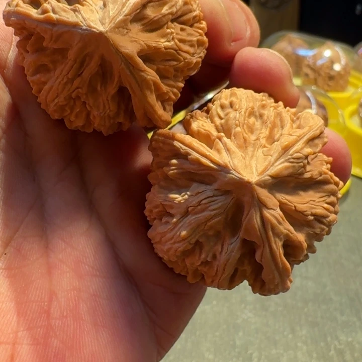 福利福利御龙粗筋三棱39