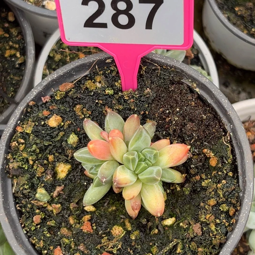 多肉植物莫吉托美人287
