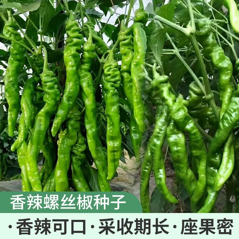 螺丝椒种子春季四季蔬菜种子辣椒种子香辣特大螺丝椒种子正宗菜籽